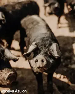 Ferme-du-Moulinat-245