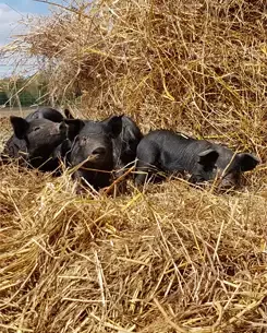 porc-noirs-paille-245