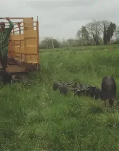 porcs-noirs-champs-245